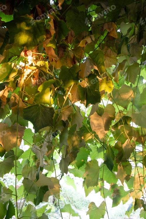 Preview: Photographic presentation of the vine leaf