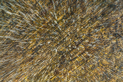 Preview: Drone view of a dead forest. Landscape from the air on an autumn forest. Alberta, Canada.