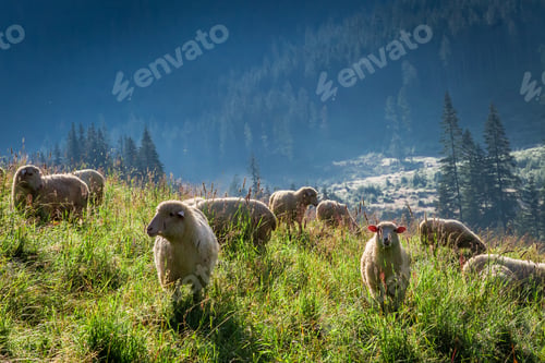 Preview: Wonderful grazing herd of sheep at sunrise, Tatra Mountains
