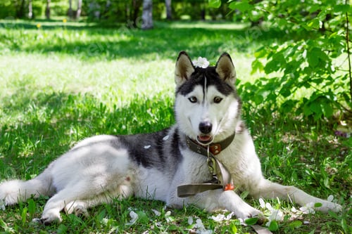 Preview: Funny grey and white Husky dog with white flowers on its head on a grass in a park on a sunny day.