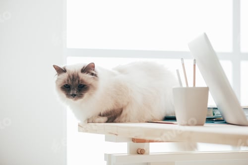 Preview: Lovely cat sitting on the desk