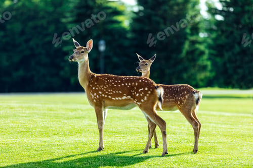 Preview: herd of beautiful young brown deer standing on green meadow in forest