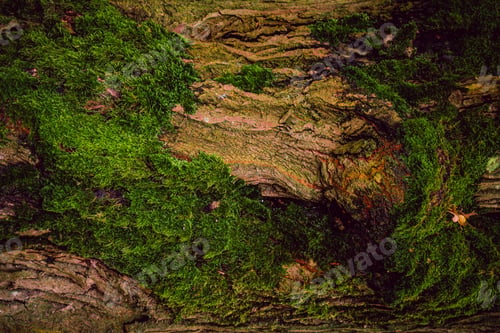 Vorschau: Textur von grünem Moos auf dem Baum