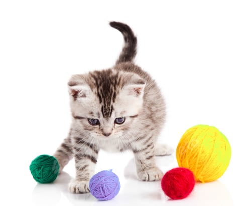Preview: kitten with balls of threads. little kitten on white background.