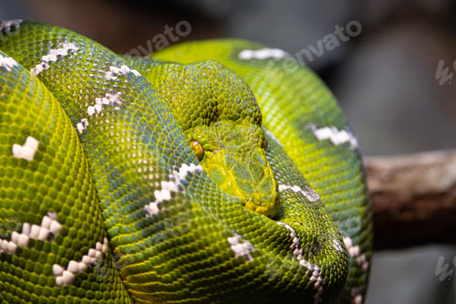 Preview: Green tree boa against blurred rocks
