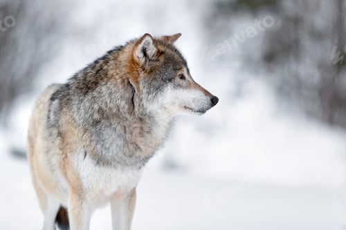 Preview: Canis Lupus wolf standing on snowy winter landscape