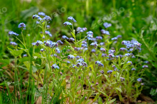 Preview: blue flowers