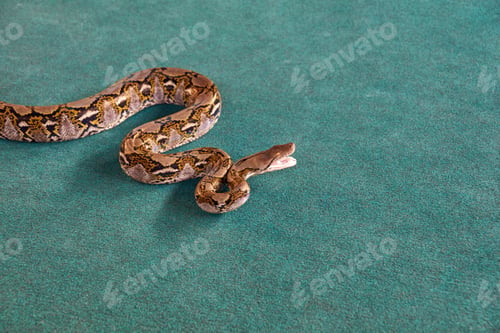 Preview: Burmese python on turquoise surface displaying camouflage patterns and unique