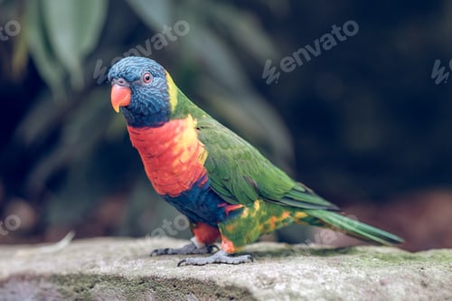 Preview: Exotic colorful parrot in nature