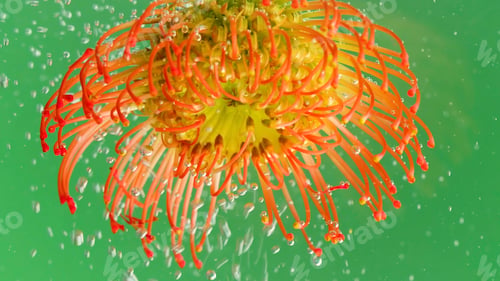 Preview: A bright flower .Stock footage.Green background with bubbles that fall on a bright open flower in