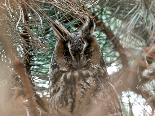 Preview: Long-eared owl (Asio otus)