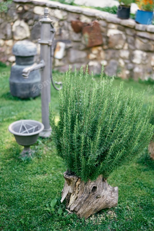 Preview: Green bush grows from an old stump near a water column