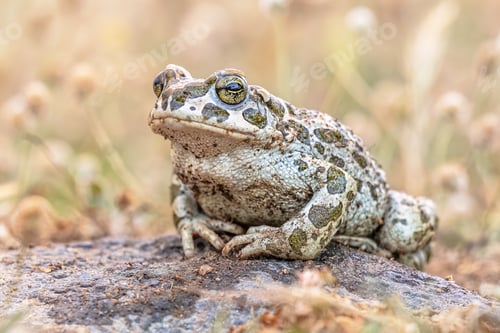Preview: Green toad sitting on stone in Grass