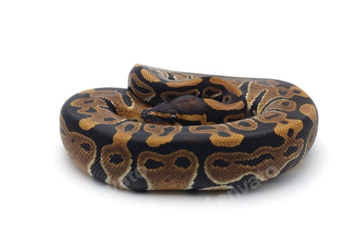 Preview: Snake Ball python isolated on white background