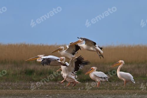 Preview: white pelican (pelecanus onocrotalus