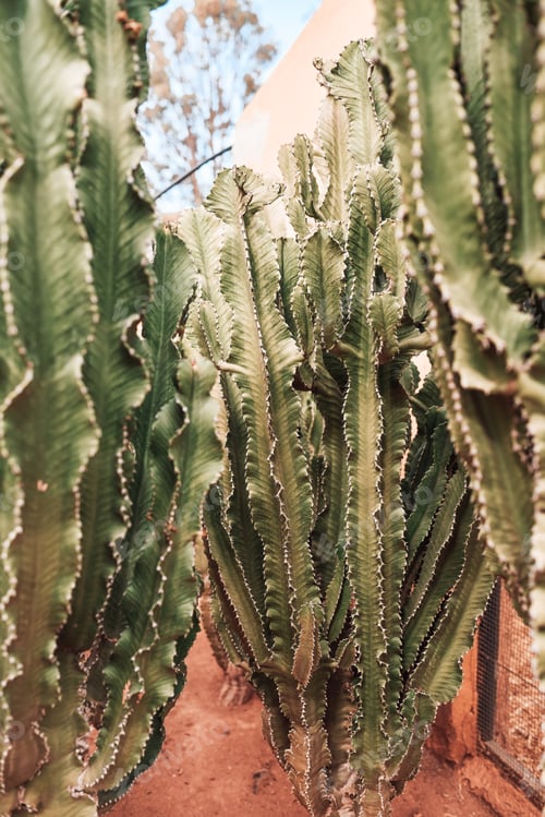 Preview: green cactuses growing on dirt