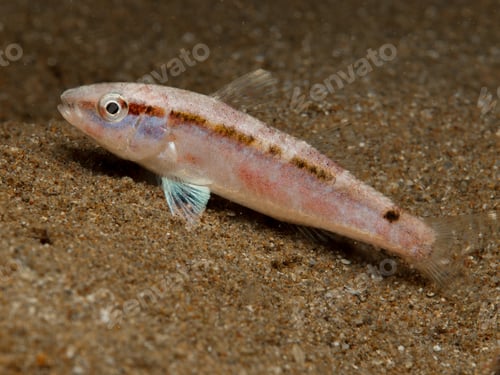 Preview: Juvenile goat fish from Cyprus