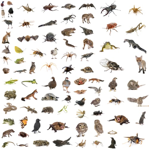 Preview: european wildlife in studio