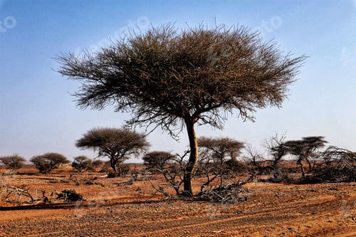 Preview: Scenic view of a gravel road with trees in the desert landscape.