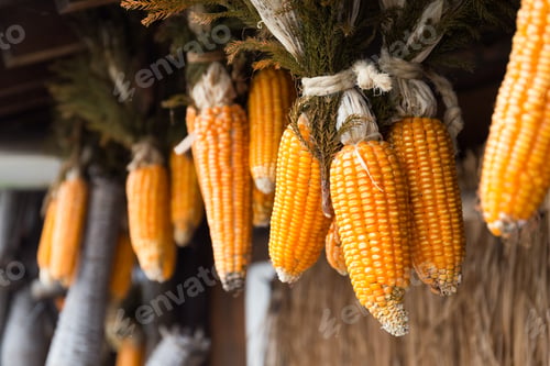 Preview: Dried corn