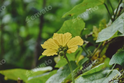 Preview: Yellow pumpkin flowers with areen leaf under blue sky