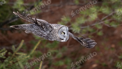 Preview: Great Grey Owl Portrait