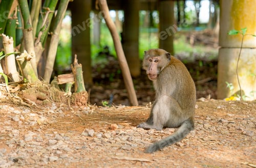 Preview: Monkey sit of the ground near human house and look at camera with wonder emotion.
