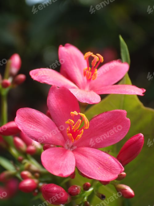 Preview: Selective focus shot of beautiful pink jatropha integerrima flowers