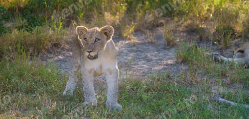 Preview: African Lions during safari game drive in Kruger National park South Africa
