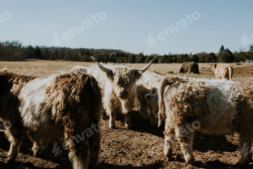 Preview: Highland Cows on a Farm in WI