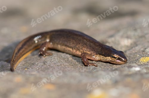 Preview: Closeup shot of a palmate newt (Lissotriton helveticus) crawling on the wood