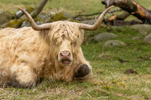 Preview: Scottish highland cow with big horns in a field