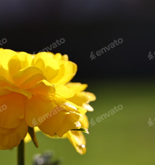 Preview: garden flowers ranunculus buttercups for decoration