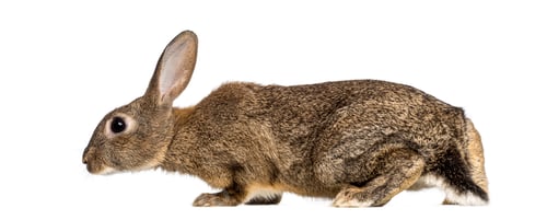 Preview: Brown wild rabbit looking right on white background