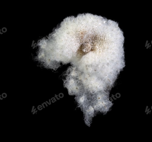 Preview: Seeds of an anemone flower at winter time