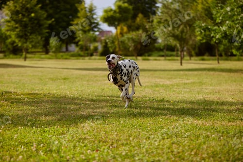 Preview: portrait of a Dalmatian dog runs through the green grass in the park, running dog