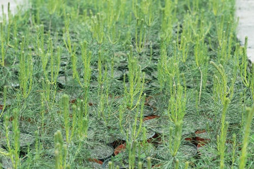 Preview: Many pots with seedlings of coniferous trees