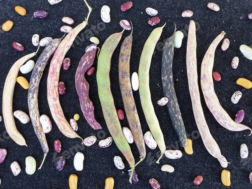 Preview: Group of colorful kidney beans pod with black background, High angle shot of colorful kidney beans