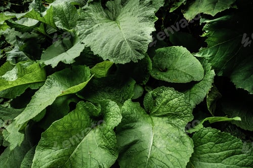 Preview: Large burdock leaves in the forest close up