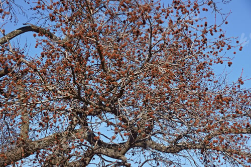 Preview: American Sweetgum (Liquidambar Styraciflua). Known Also As Redgum, Sweet Gum, Satinwood, Hazel