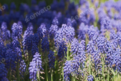 Preview: Grape Hyacinth flower also known as Muscari plant