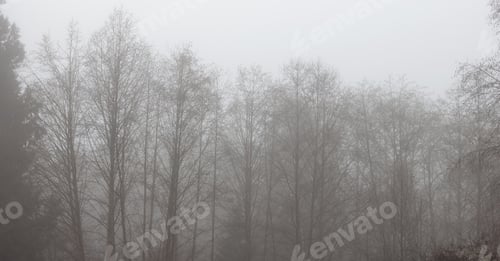 Preview: Canadian rain forest with green trees. Early morning fog in winter season