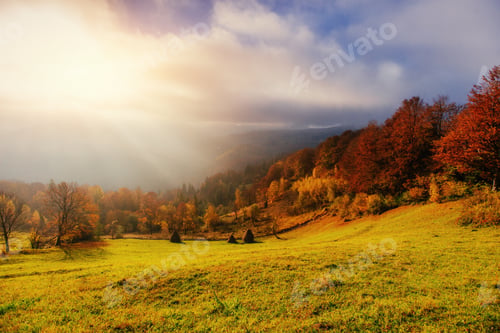 Preview: birch forest in sunny afternoon while autumn season