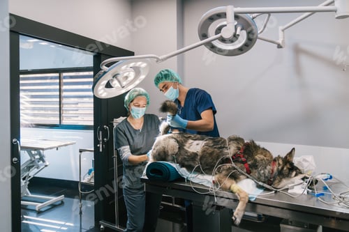 Preview: Veterinarians performing surgery on dog in veterinary hospital