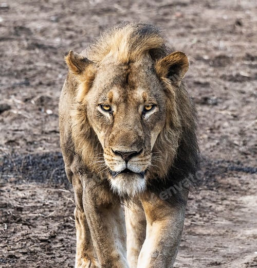 Preview: A Beautiful ZambiaWildlife picture of World