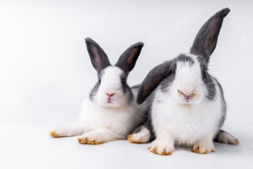 Preview: cute black and white rabbit isolated white background