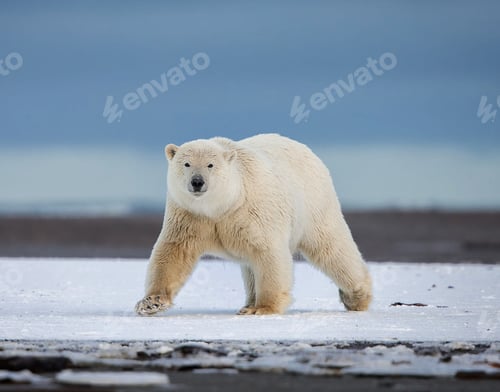 Preview: A Magical Alaska place in World