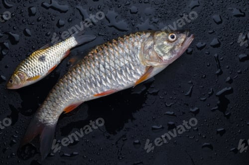 Preview: Fresh fish on wet floor