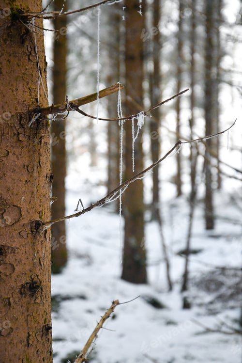 Preview: A fir tree covered in spiderweb