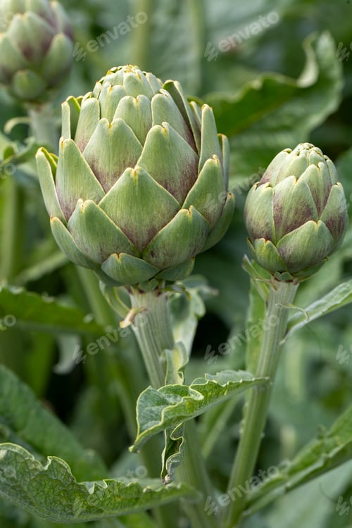 Preview: Fresh, organic artichoke field. Agriculture concept photo. (Izmir - Turkey)